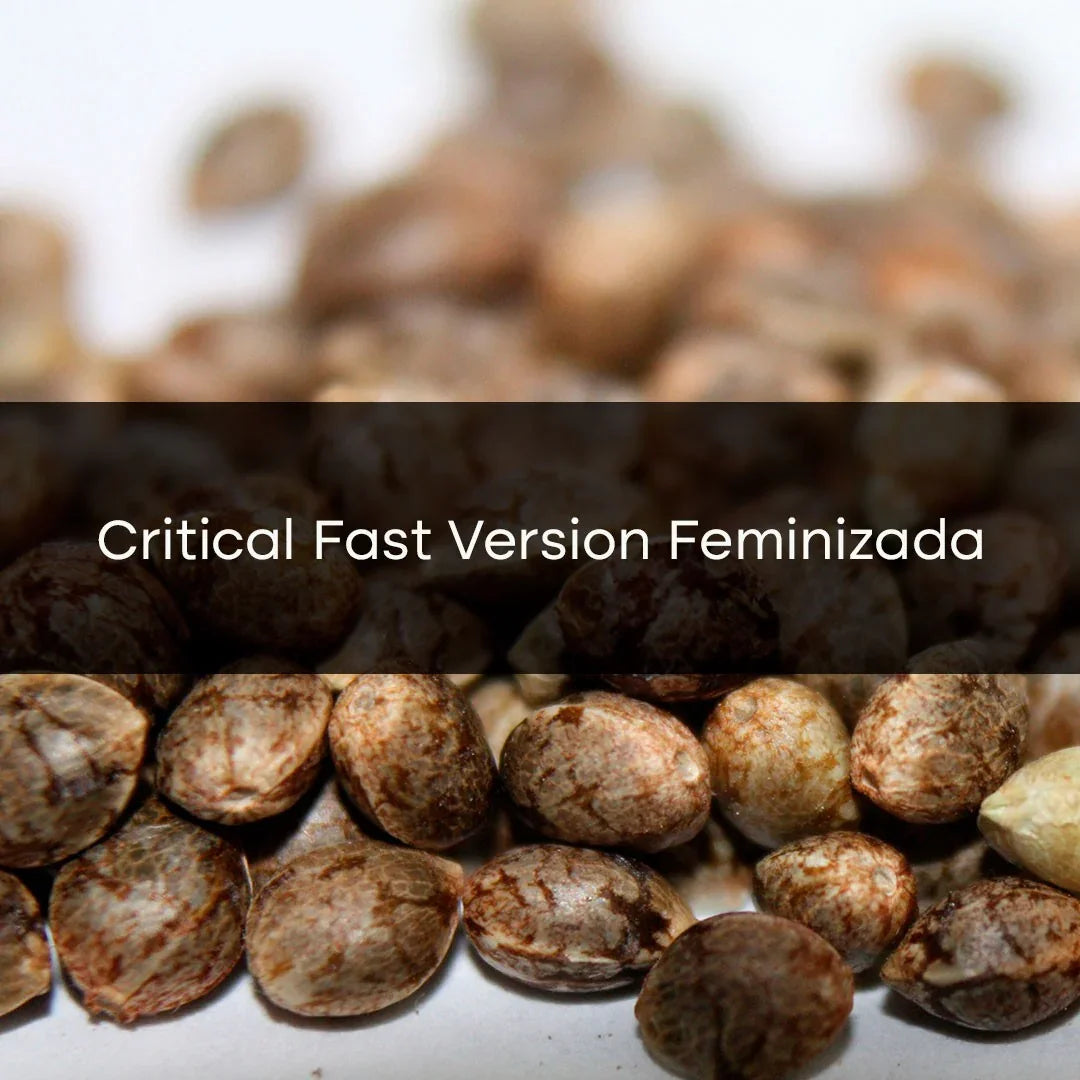 Critical Fast Version Feminizada a Granel 10 Unidades