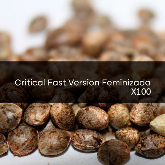 Critical Fast Version Feminizada a Granel 100 Unidades