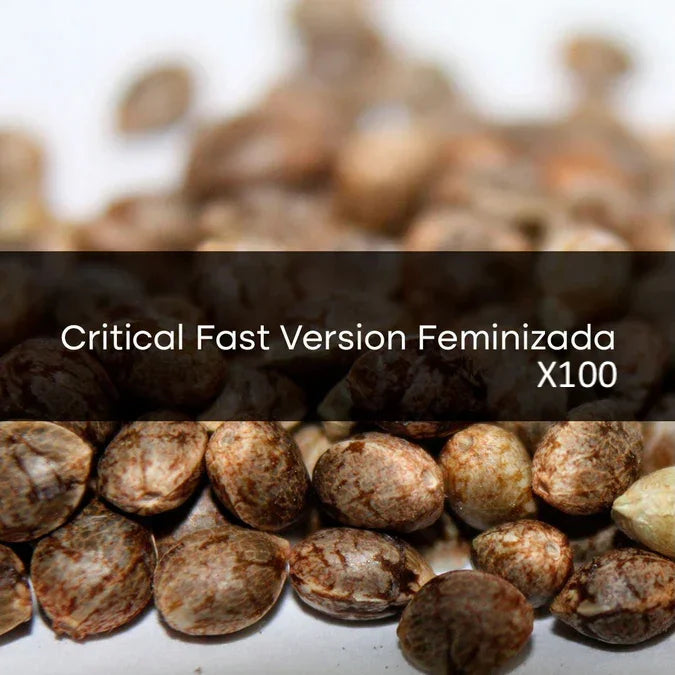 Critical Fast Version Feminizada a Granel 100 Unidades