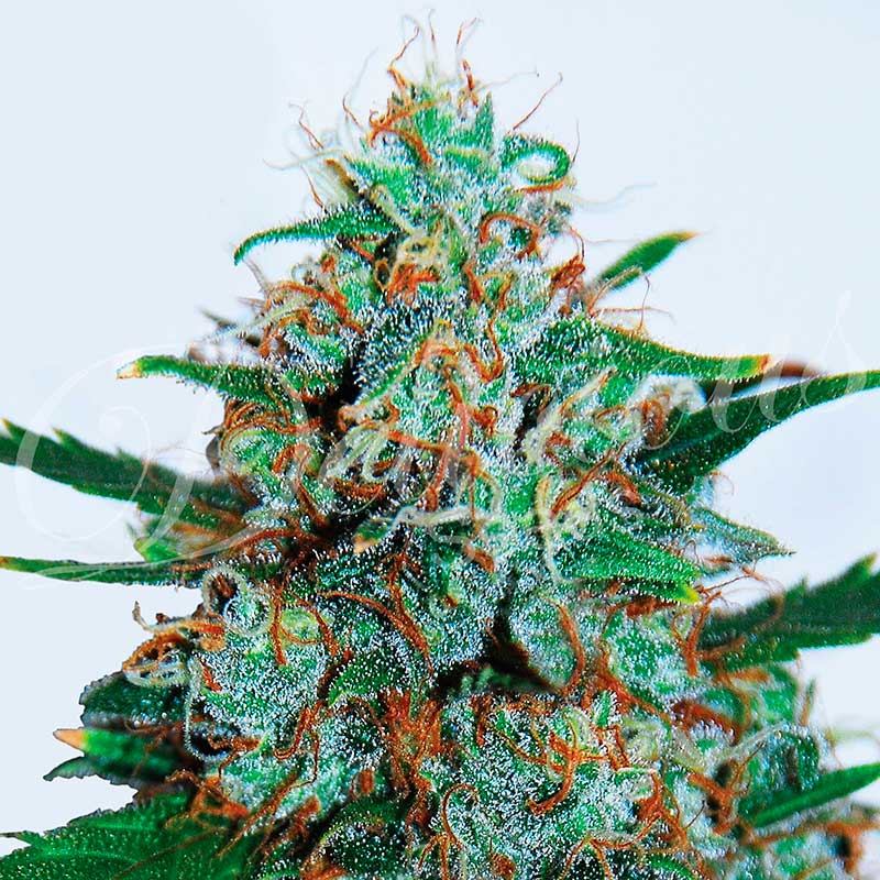 critical-neville-haze-auto