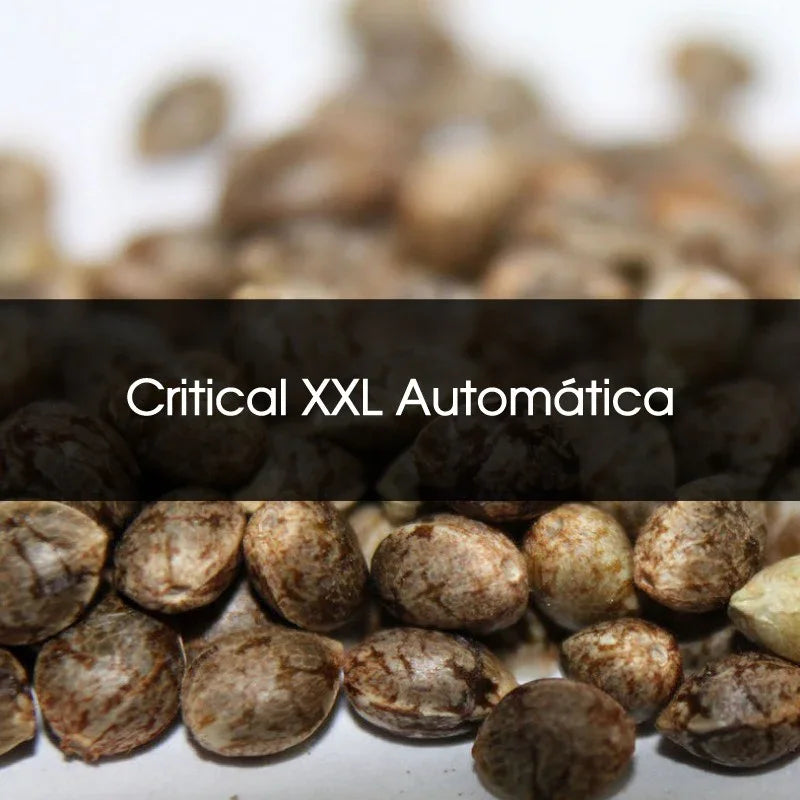 Semillas Critical XXL Automática a granel, semillas marrones listas para cultivo indoor.