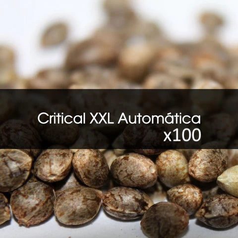 Critical Xxl Automatica A Granel 100 Unidades