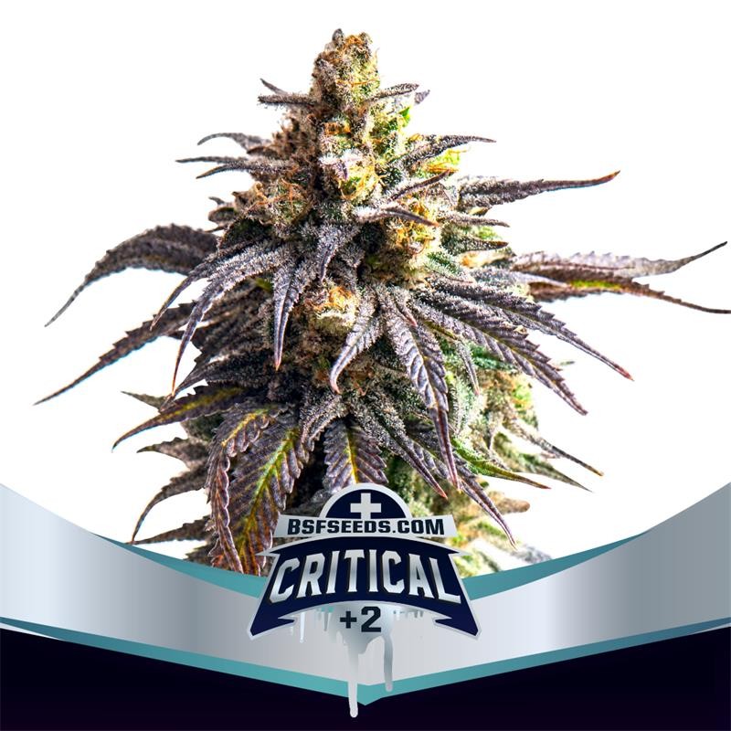 Critical+2 XXL Auto 4 Semillas Bsf Seeds