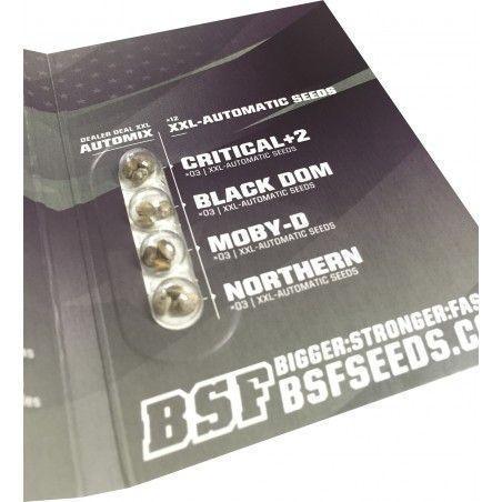 Pack de semillas automáticas XXL con variedades Critical+2, Black Dom, Moby-D y Northern
