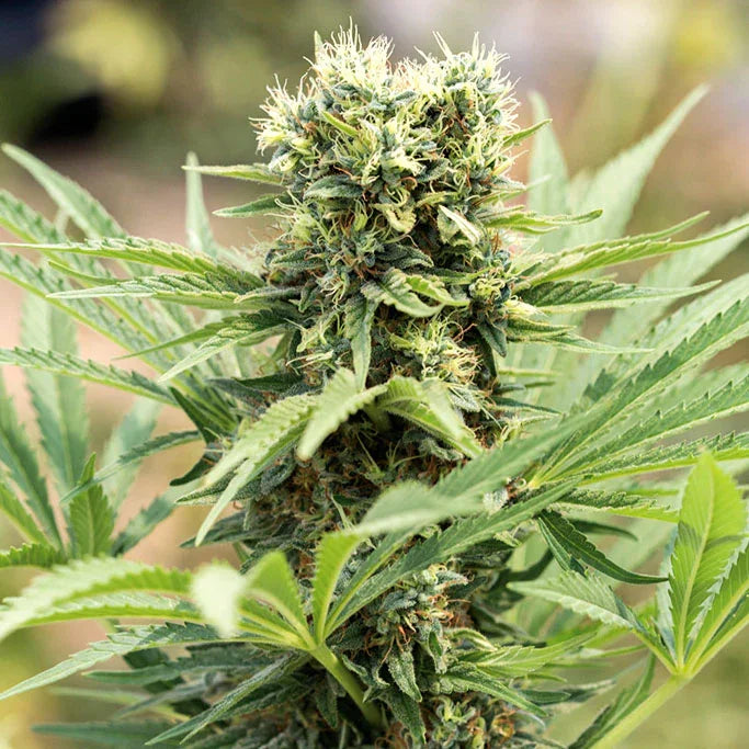 DedoVerde Haze 3 Semillas Humboldt Seeds