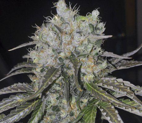 Planta de semillas 7 semillas Double Cookies con cogollo grande, tricomas y hojas verdes