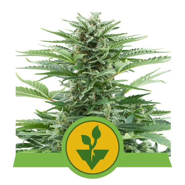 Easy Bud Automatic 3 Semillas RQS