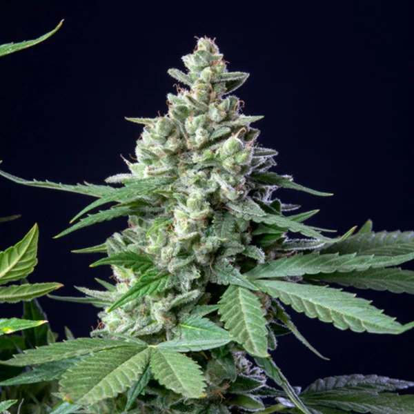 Easy Bud Automatic 3 Semillas RQS