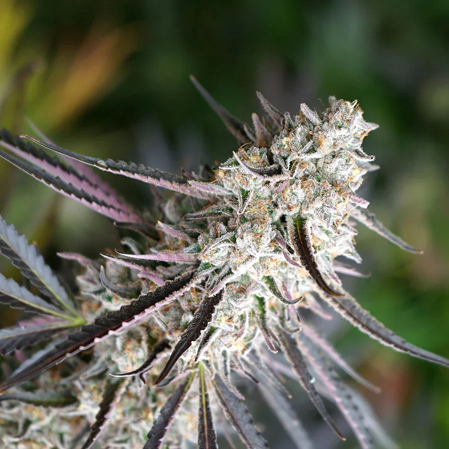 Florida Gaspack 3 Semillas Humboldt Seeds