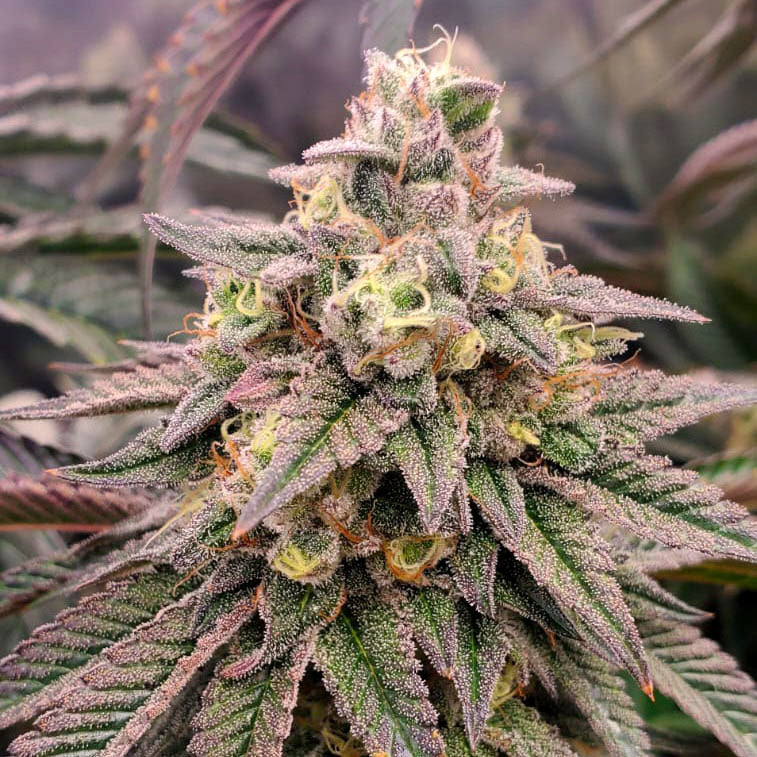 Forbidden Fruit Fast Flowering 3 Semillas Humboldt Seeds
