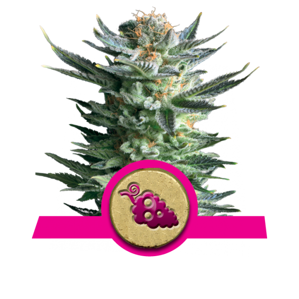 Fruit Spirit 3 Semilla RQS