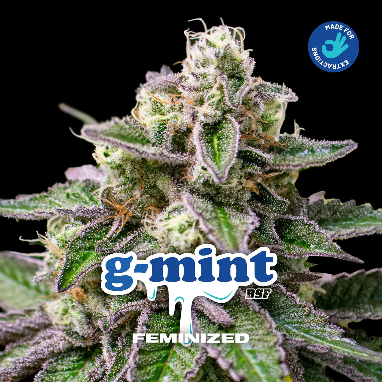 G-Mint 4 Semillas Bsf Seeds