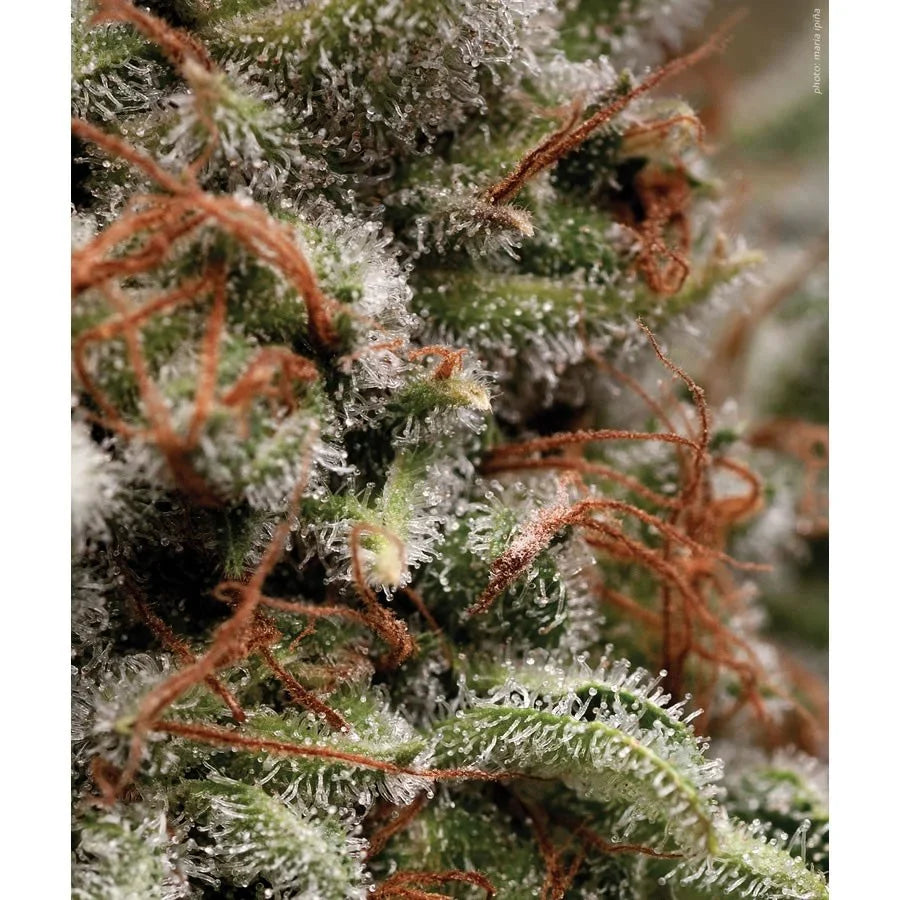 Cogollo de planta con tricomas y pistilos marrones, semillas, cultivo indoor