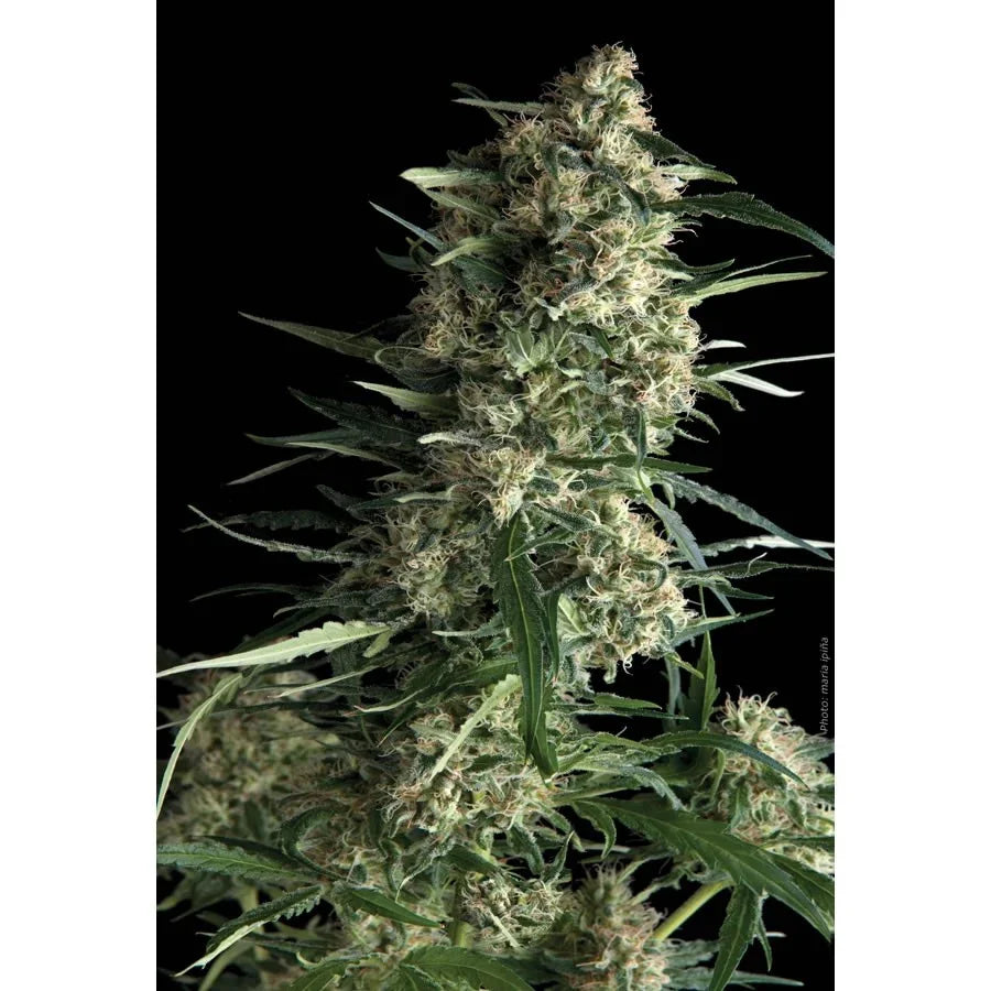 Planta de cannabis Galaxy 3 en floración con cogollos y hojas verdes sobre fondo negro.