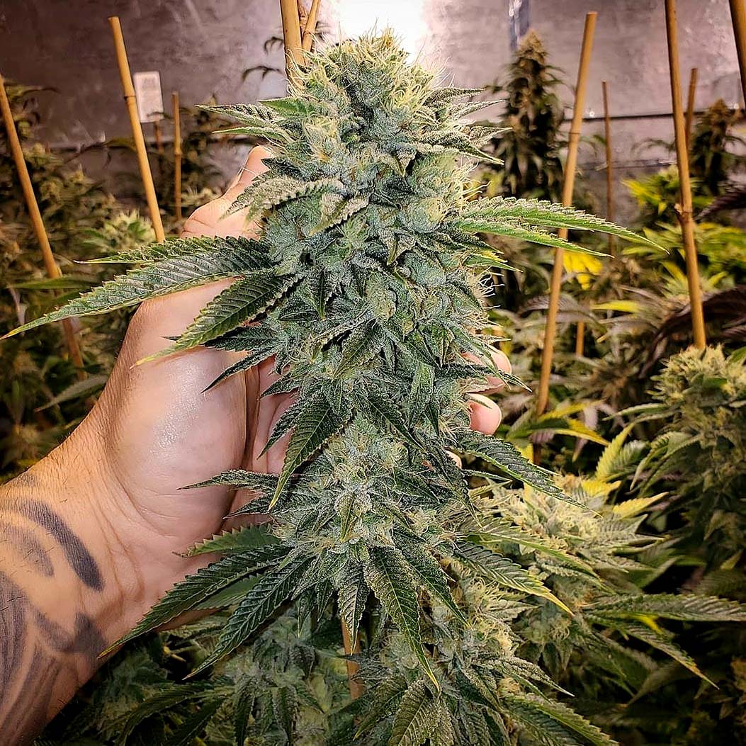 Geist Og Fast Flowering 3 Semillas Humboldt Seeds