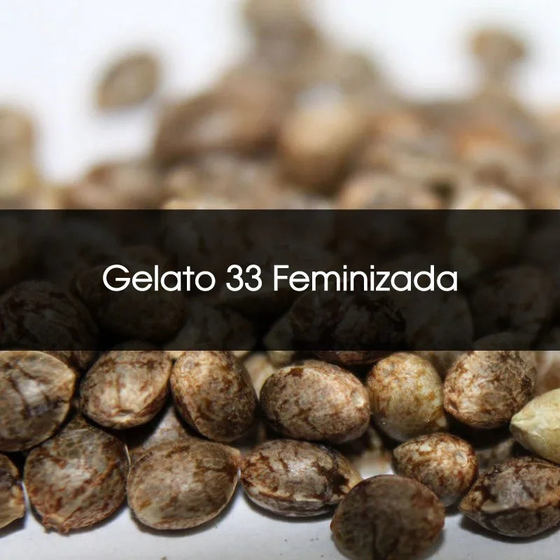 Semillas Gelato 33 feminizada a granel, primer plano sobre fondo blanco