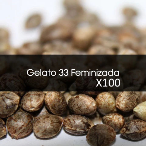 Gelato 33 Feminizada a Granel 100 Unidades