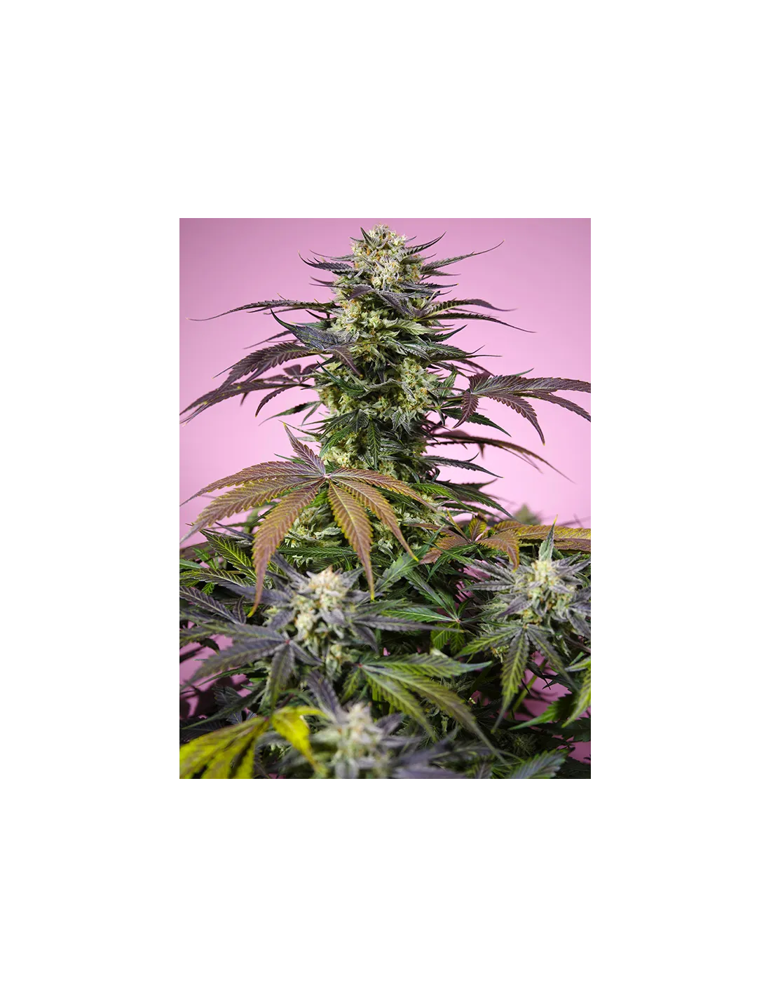 Gelonade Fem 3+1 Semillas Sweet Seeds