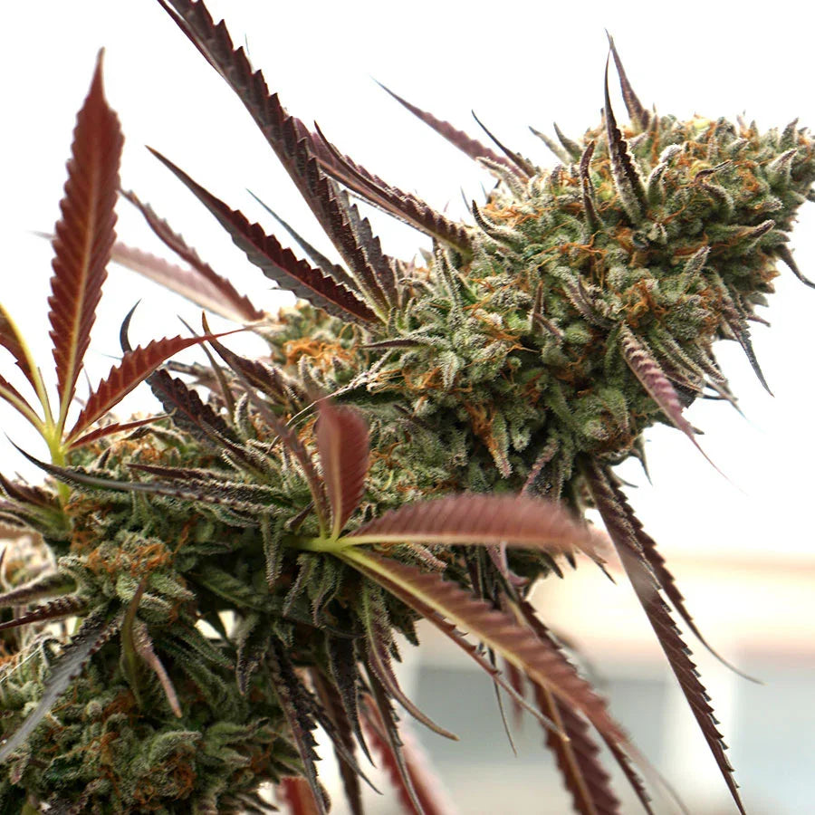 Ghost Of NYC 3 Semillas Humboldt Seeds