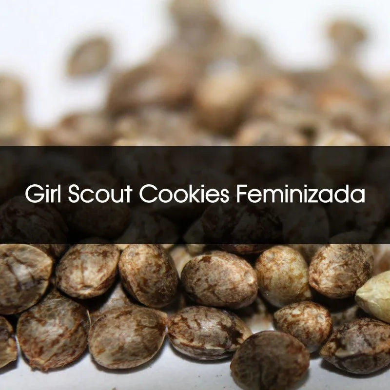 Semillas feminizadas Girl Scout Cookies a granel, semillas marrones en primer plano.