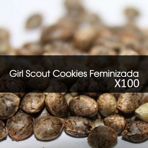 Girl Scout Cookies feminizada A Granel 100 Unidades
