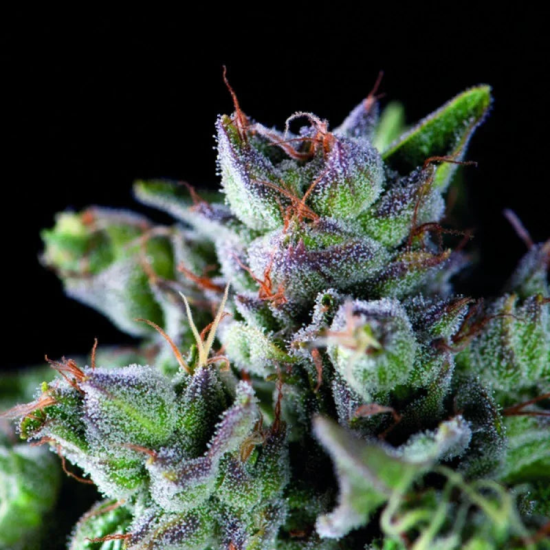 Cogollo de cannabis cubierto de tricomas y pistilos naranjas en fondo negro.