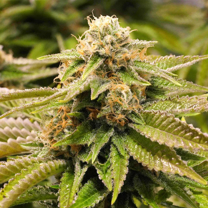 Gorilla Breath 3 Semillas Humboldt Seeds