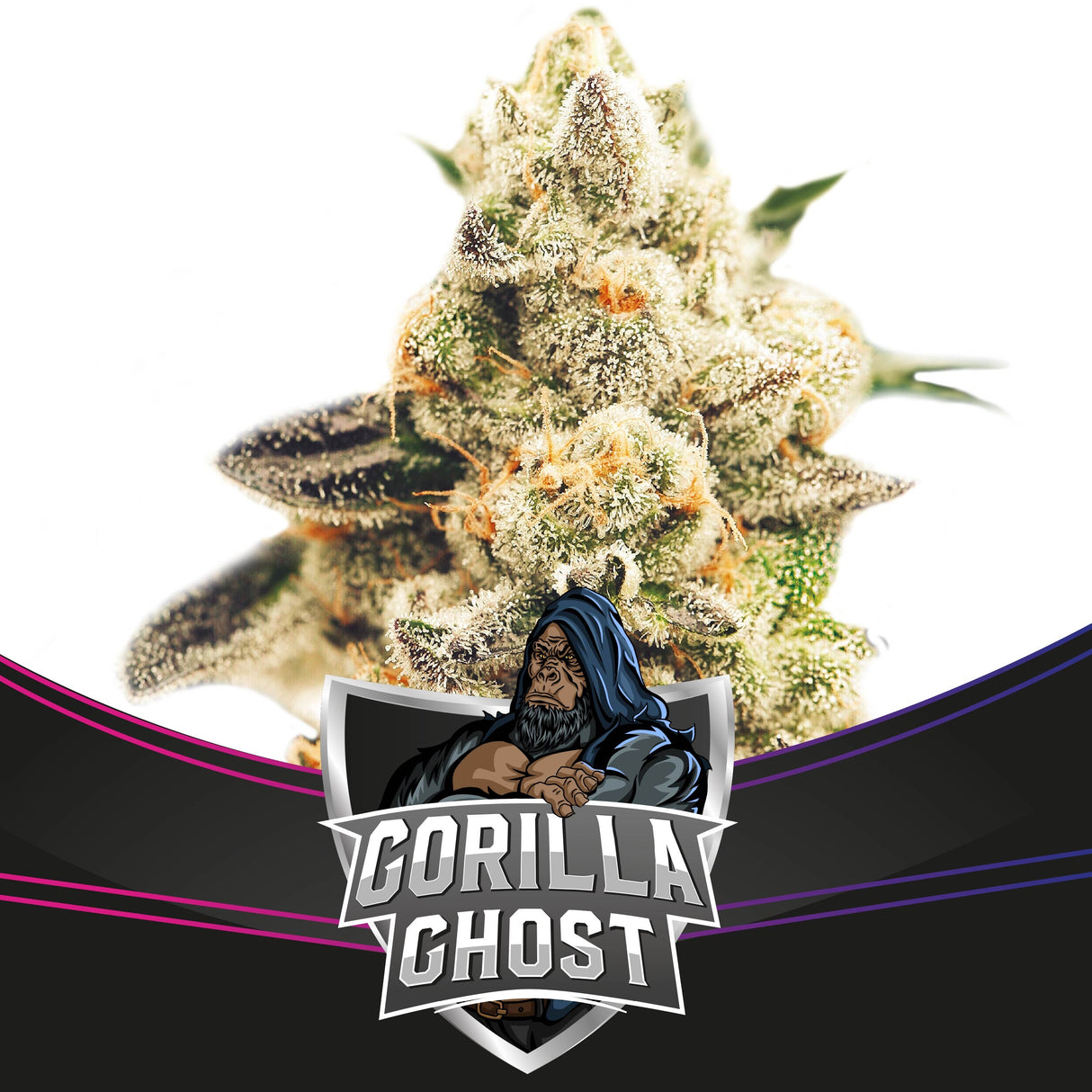 Gorilla Ghost 7 Semillas 2021 Bsf Seeds