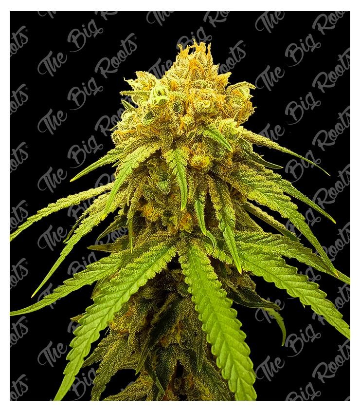 Gorilla Glue Auto 3+2 The Big Roots