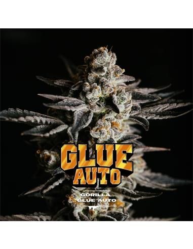 Gorilla Glue Auto 4 GK Semillas BSF Seeds