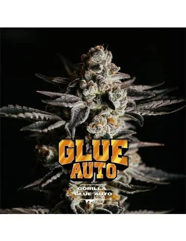 Gorilla Glue Auto 4 GK Semillas BSF Seeds