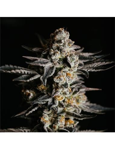 Gorilla Glue Auto 4 GK Semillas BSF Seeds