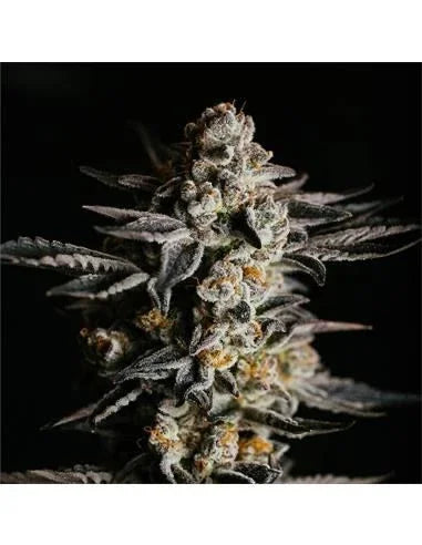 Gorilla Glue Auto 4 GK Semillas BSF Seeds