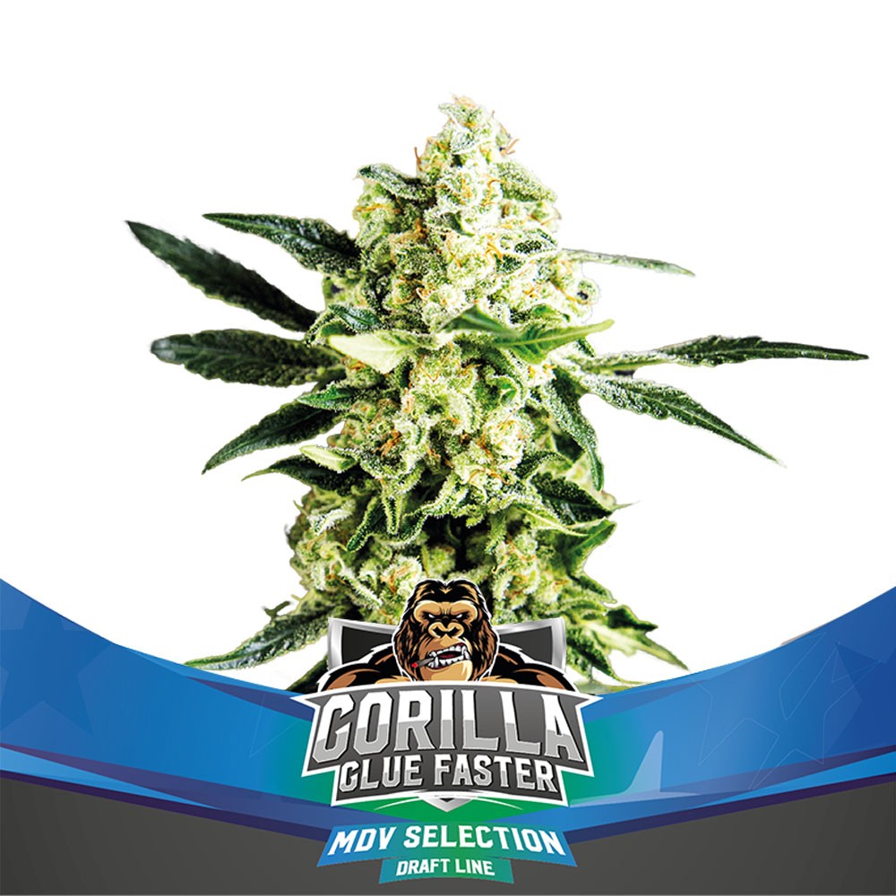 Gorilla Glue Faster 12 Semillas BSF Seeds