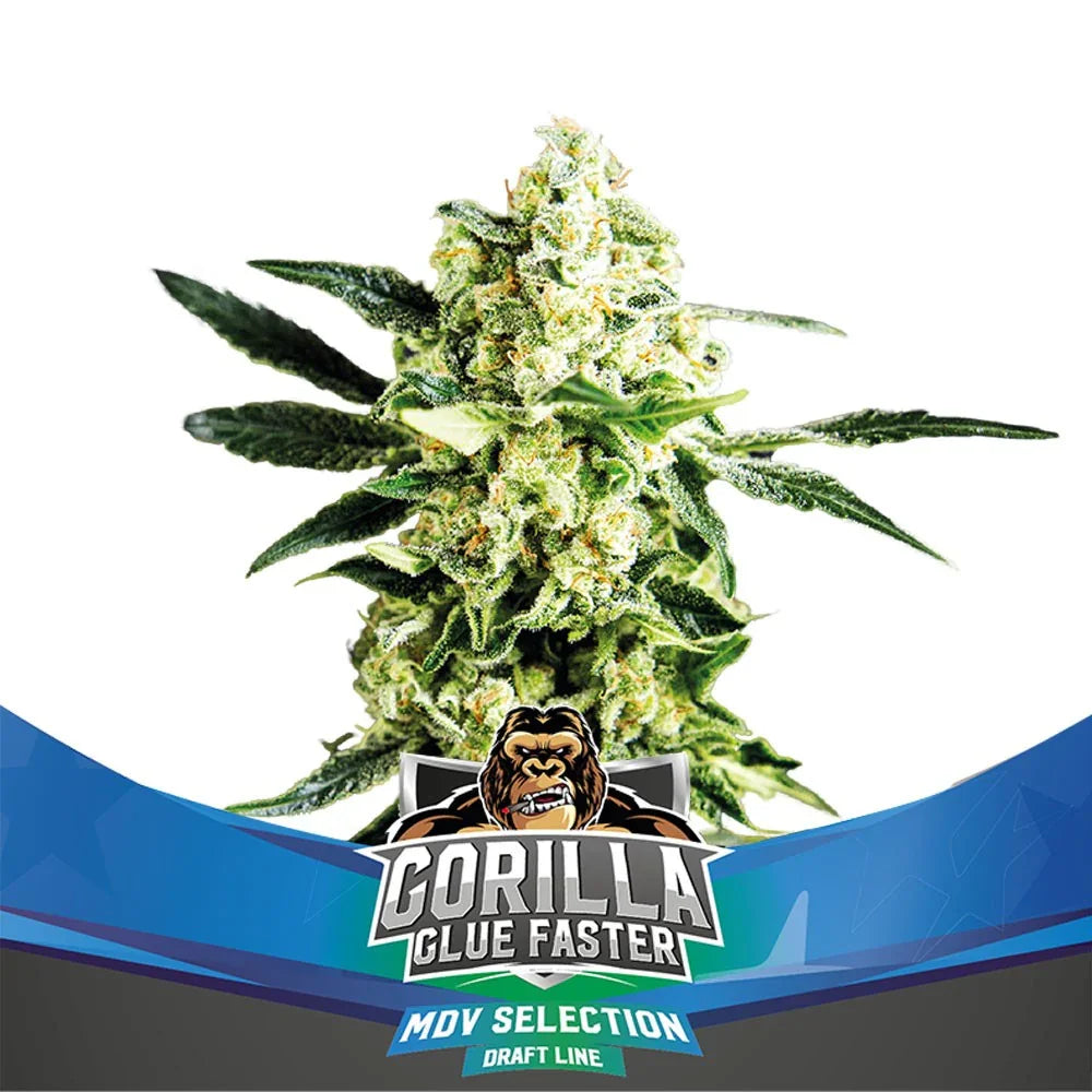 Planta resinosa de Gorilla Glue Faster en primer plano, semillas de colección, fondo blanco