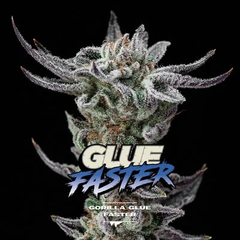 Gorilla Glue Faster 4 GK Semillas BSF Seeds
