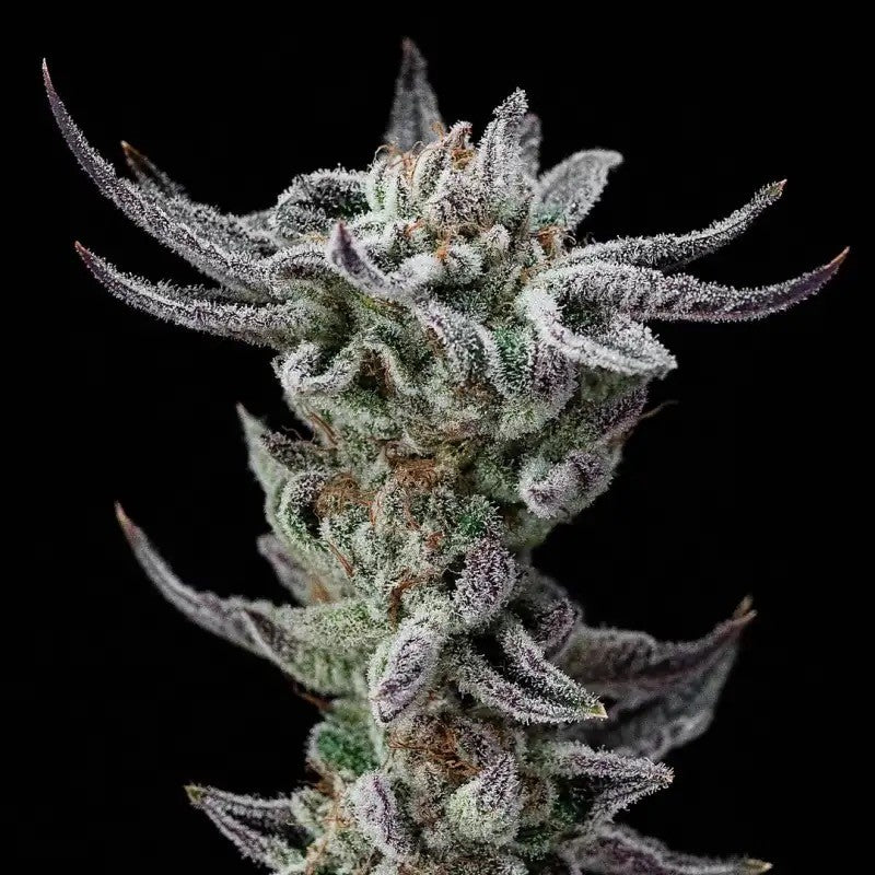 Gorilla Glue Faster 4 GK Semillas BSF Seeds