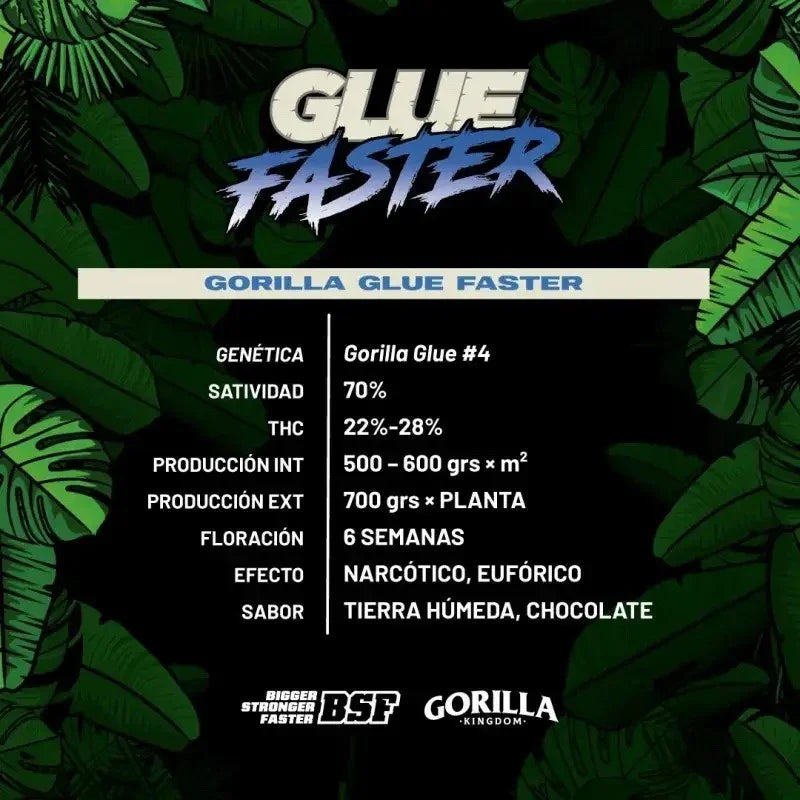 Características de semillas Gorilla Glue Faster sobre fondo de hojas verdes, genética y sabor descritos.