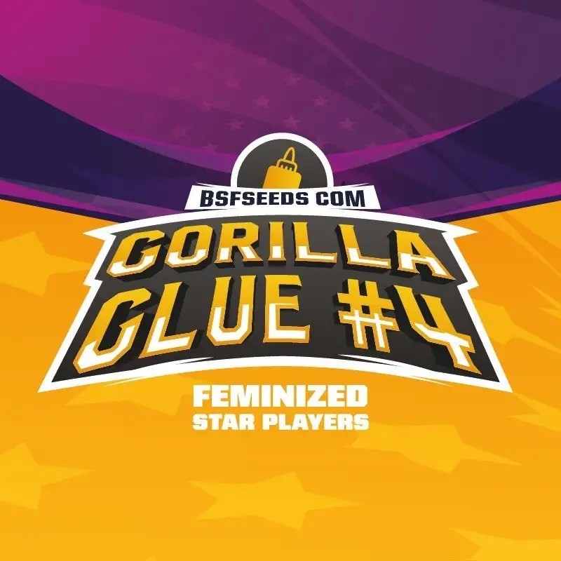 Gorilla Glue N4 2 Semillas Bsf Seeds