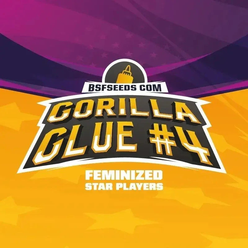 Etiqueta colorida de semillas Gorilla Glue #4 BSF Seeds, variedad feminizada.