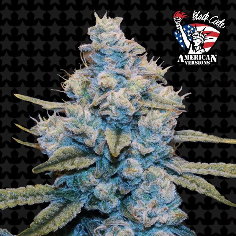 Cogollo de planta resinosa Gorilla Glue n4 con fondo de estrellas y logotipo American Versions