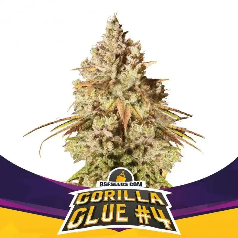 Flor resinosa de cannabis Gorilla Glue #4, semillas para cultivo interior y exterior.
