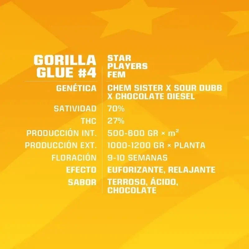 Ficha de semillas Gorilla Glue #4 feminizadas, genética, producción, floración y sabor destacados.