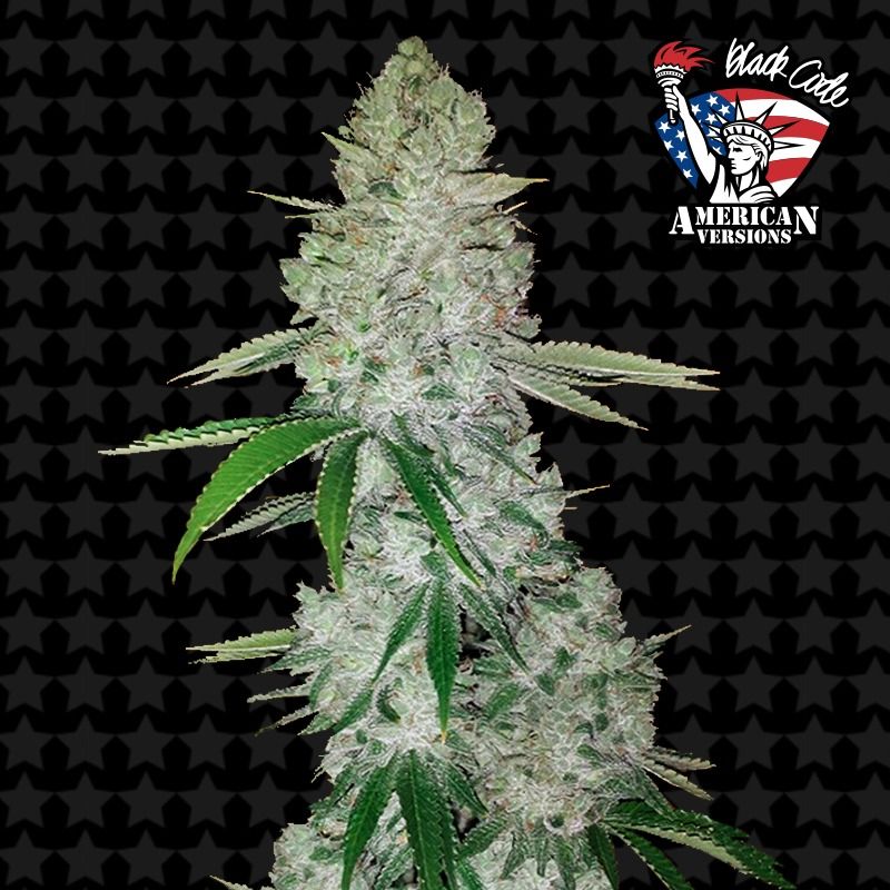 Gorilla Glue N4 Auto 5 Semillas Black Code Seeds