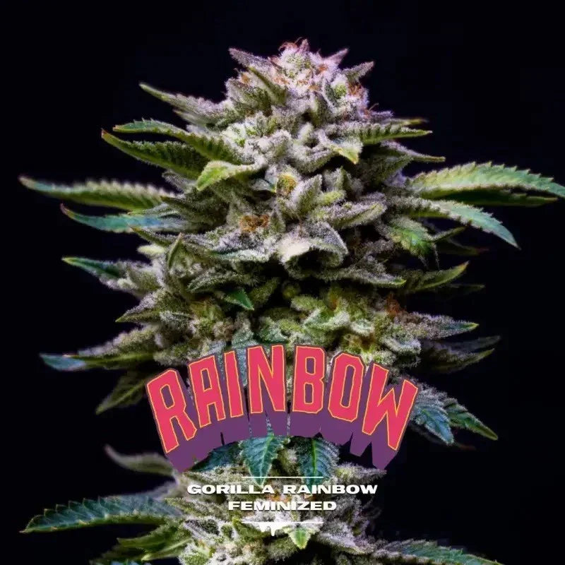 Flor resinosa de planta Gorilla Rainbow feminizada, hojas verdes con tricomas y texto Rainbow.