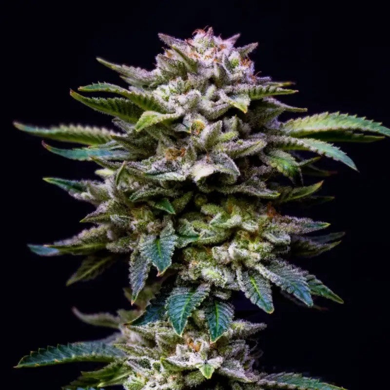 Gorilla Rainbow 12 GK Semillas Bsf Seeds
