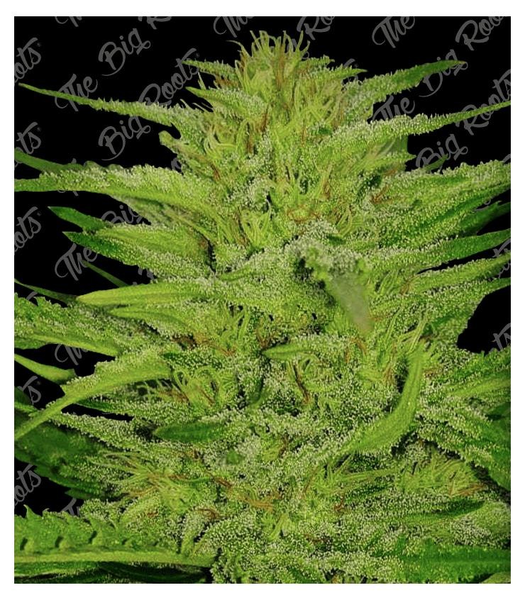 Green Honey Fast 3+2 The Big Roots