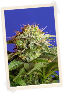 Green Poison 3+1 Semillas Sweet Seeds