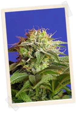 Cogollo de planta de cannabis Green Poison con abundantes tricomas y fondo azul