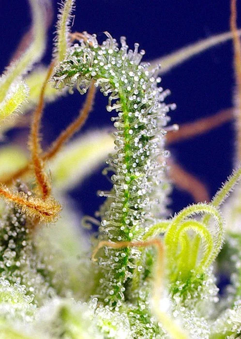 Macro de tricomas resinosos en flor de planta, ideal para cultivo indoor y semillas feminizadas